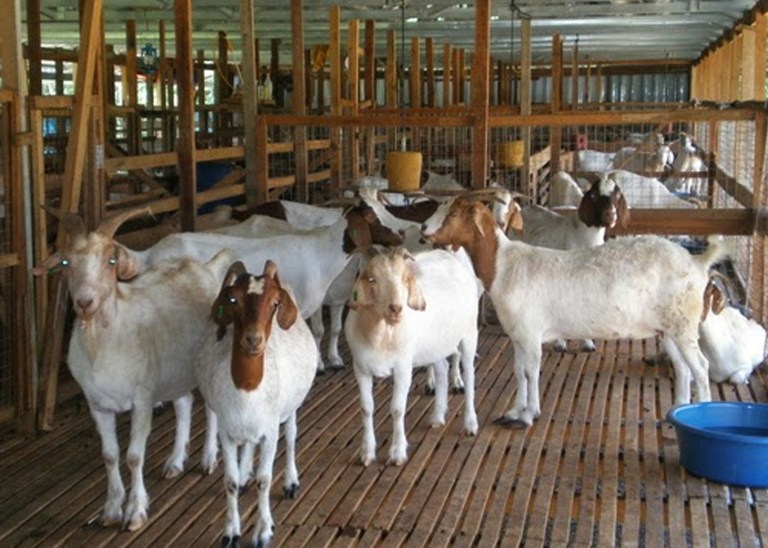 Ilustrasi gambar ternak kambing [kampustani]