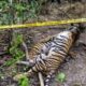 Seekor harimau Sumatera telah ditemukan tewas di kebun warga yaitu di Desa Peunaron Lama, Kecamatan Peunaron, Kabupaten Aceh Timur, Aceh [antara]