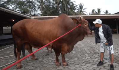 Irfan Hakim membeli sapi jenis Limosin yang beratnya mencapai 1,2 ton yang bernama Wariso [merdeka]