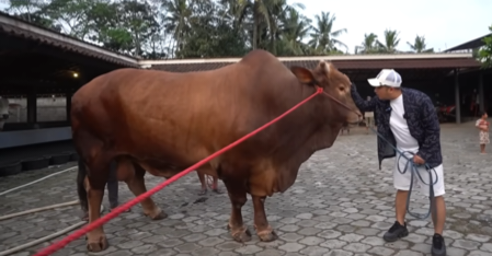Irfan Hakim membeli sapi jenis Limosin yang beratnya mencapai 1,2 ton yang bernama Wariso [merdeka]