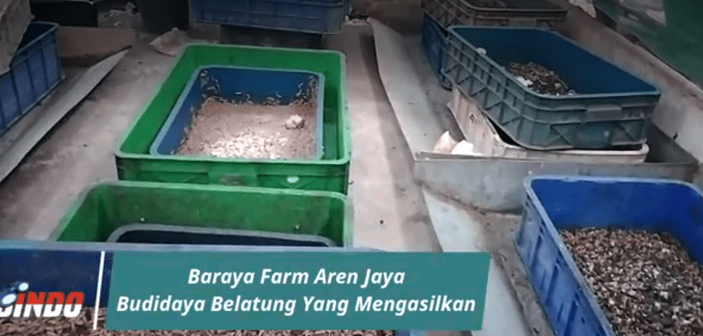 Budidaya Maggot BSF, larva lalat Black Soldier Fly. Solusi sampah organik rumah tangga dan lingkungan sekaligus bisnis dengan omset yang tidak sedikit.