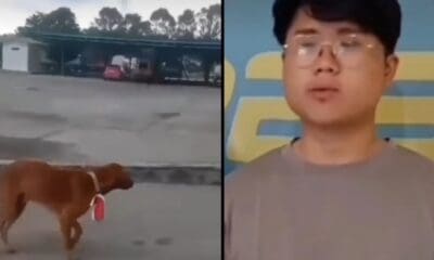 Pria yang memasangkan bendera merah putih di leher anjing  ditetapkan sebagai tersangka [suara]