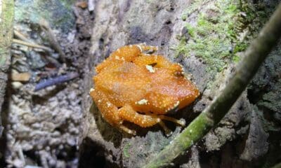 Katak pohon mutiara satwa langka yang terancam punah [koranmandala]