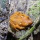 Katak pohon mutiara satwa langka yang terancam punah [koranmandala]