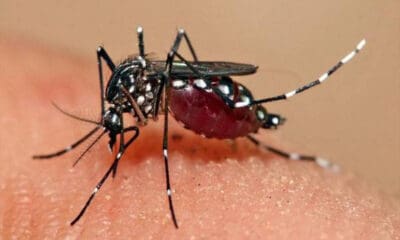 Demam berdarah dengue (DBD) merupakan masalah kesehatan akibat gigitan nyamuk Aedes aegypti [bandungkab]