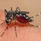 Demam berdarah dengue (DBD) merupakan masalah kesehatan akibat gigitan nyamuk Aedes aegypti [bandungkab]