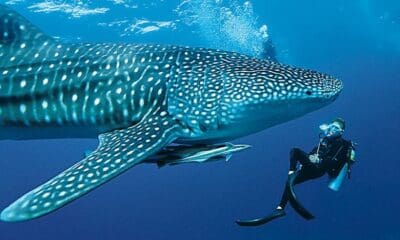 Wisata hiu paus Gorontalo [unpicianjur]