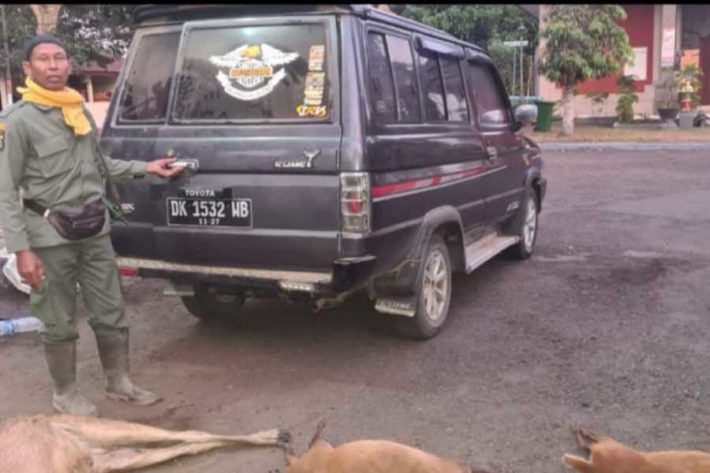 Petugas amankan mobil yang berisi belasan satwa mati di Taman Nasional Bali Barat diduga hasil dari perburuan liar [balipost]