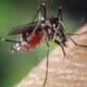 Aedes aegypti [antara]