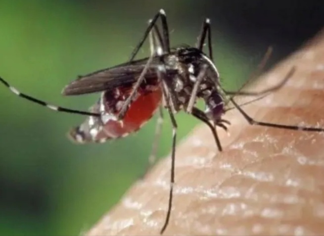 Aedes aegypti [antara]