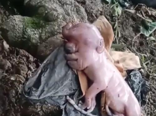 Anak babi mirip manusia di Manggarai Barat, NTT [okezone]