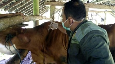 Vaksinasi antraks ratusan hewan di Gunungkidul DIY [kulonprogokab]