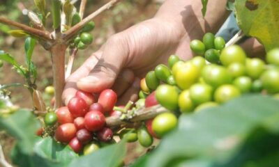 Petani Desa Tobalu, Sulawesi Selatan, beserta Yayasan Gugah Nurani Indonesia telah meluncurkan program pendampingan "Tobalu Coffee Project" [trubus]