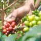 Petani Desa Tobalu, Sulawesi Selatan, beserta Yayasan Gugah Nurani Indonesia telah meluncurkan program pendampingan "Tobalu Coffee Project" [trubus]