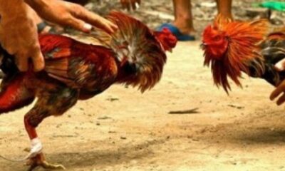 Judi sambung ayam [republika]