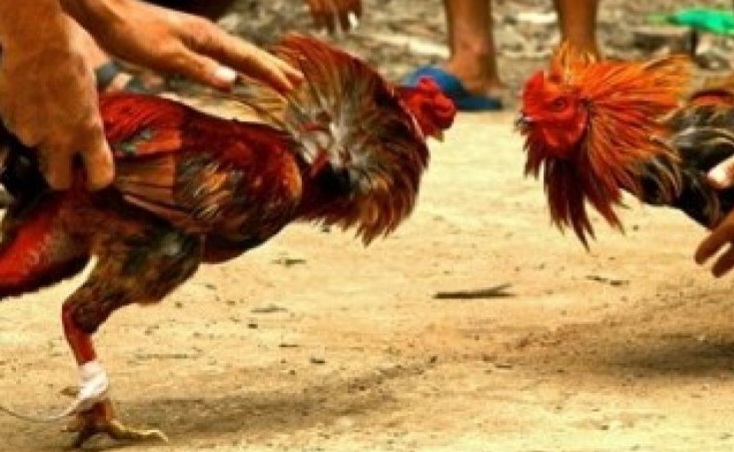 Judi sambung ayam [republika]