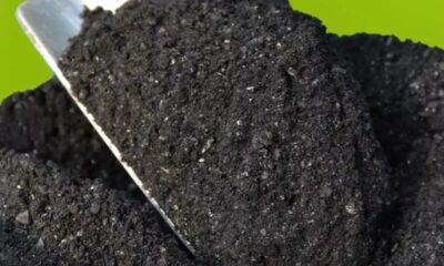 Ilustrasi biochar yang dapat rehabilitasi lahan kritis dan dorong produktifitas tanaman [veolia]