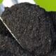 Ilustrasi biochar yang dapat rehabilitasi lahan kritis dan dorong produktifitas tanaman [veolia]