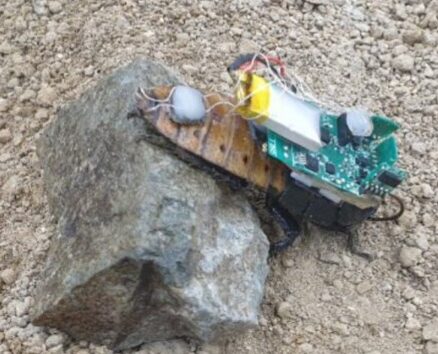 Robot Serangga Hibrida Ciptaan Dosen Undip [infoplus]