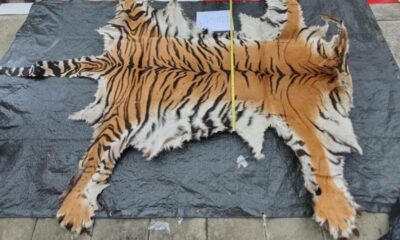 Ilustrasi kulit harimau sumatera [meuseuraya]