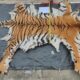 Ilustrasi kulit harimau sumatera [meuseuraya]