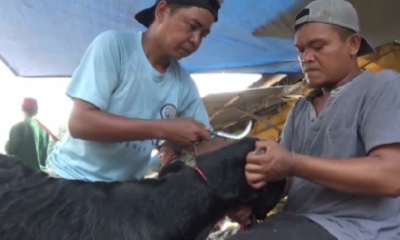 Ilustrasi salon kambing kurban [detik]