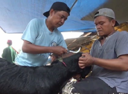Ilustrasi salon kambing kurban [detik]