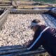 Ribuan ikan mati di Telaga Ngebel Ponorogo [inews]