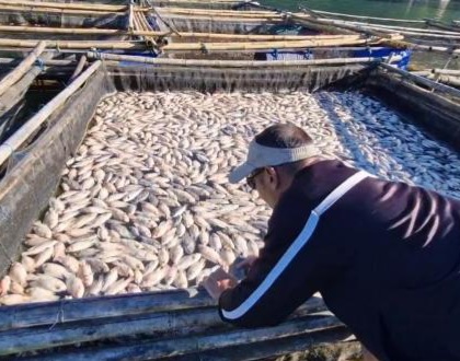 Ribuan ikan mati di Telaga Ngebel Ponorogo [inews]