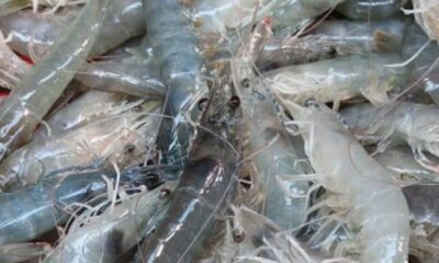 Ilustrasi udang [mongabay]