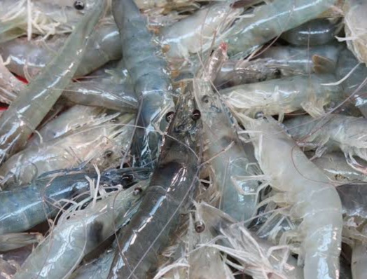 Ilustrasi udang [mongabay]