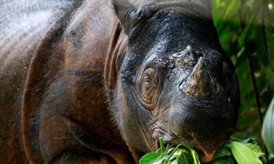 Ilustrasi badak [mongabay]