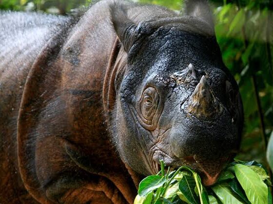 Ilustrasi badak [mongabay]