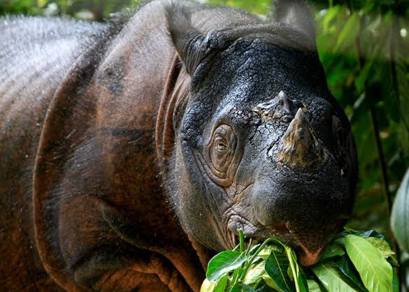 Ilustrasi badak [mongabay]