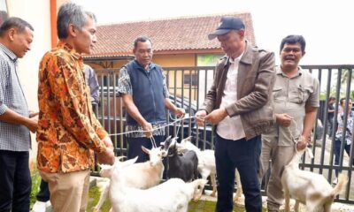 Program 'Kampung Berdaya Kemensos' di bidang peternakan [tirto]