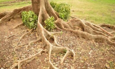 Ilustrasi akar pohon [freepik]