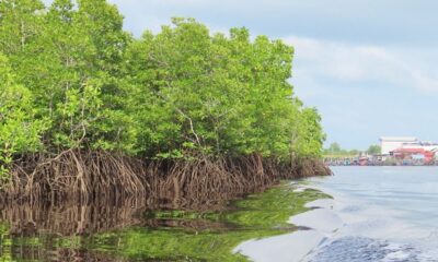 Ilustrasi mangrove [ykan]