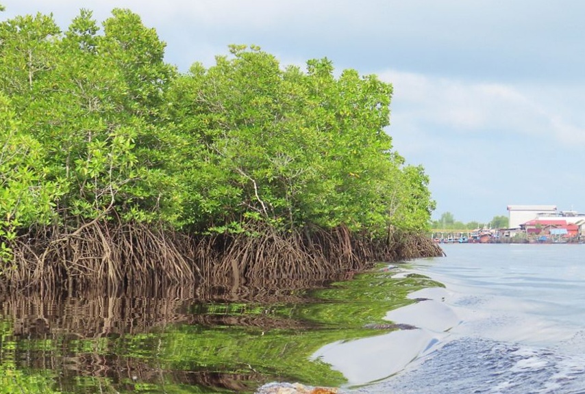 Ilustrasi mangrove [ykan]