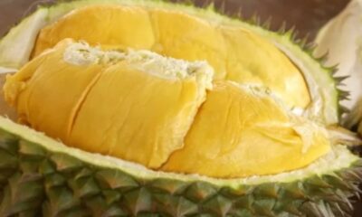 Ilustrasi durian di festival durian rejang lebong [newsikal]