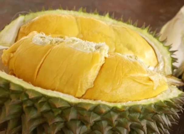 Ilustrasi durian di festival durian rejang lebong [newsikal]