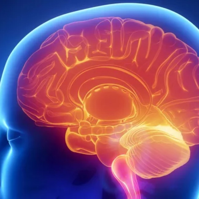 Ilustrasi otak cerdas [malangtimes]