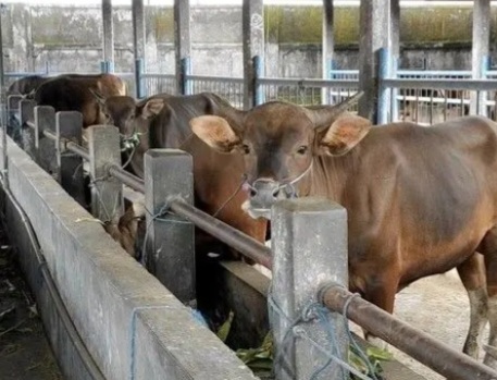 Ilustrasi ternak sapi [infonasional]