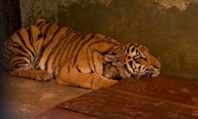 Ilustrasi anak Harimau Bandung Zoo mati [westjavatoday]