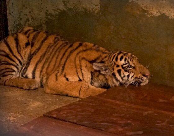 Ilustrasi anak Harimau Bandung Zoo mati [westjavatoday]