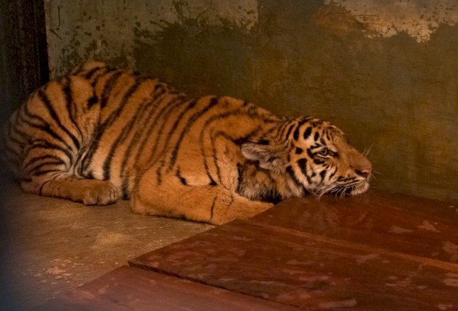 Ilustrasi anak Harimau Bandung Zoo mati [westjavatoday]