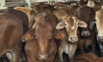 Ilustrasi peternakan sapi [posnews]