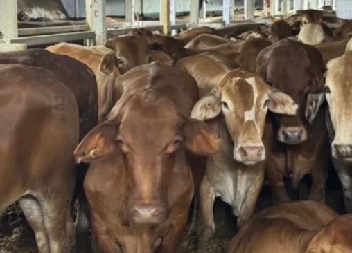 Ilustrasi peternakan sapi [posnews]