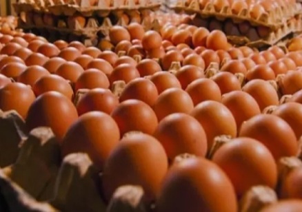 Ilustrasi telur ayam [antaranews]