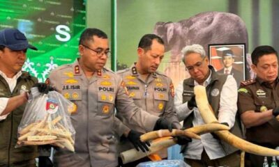 Sindikat besar pemburu Gajah Sumatera [riauonline]