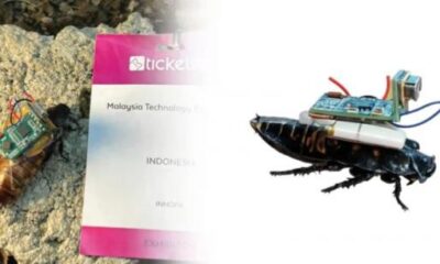 Mahasiswa Undip ciptakan Kecoak Cyborg untuk deteksi korban bencana [inews]